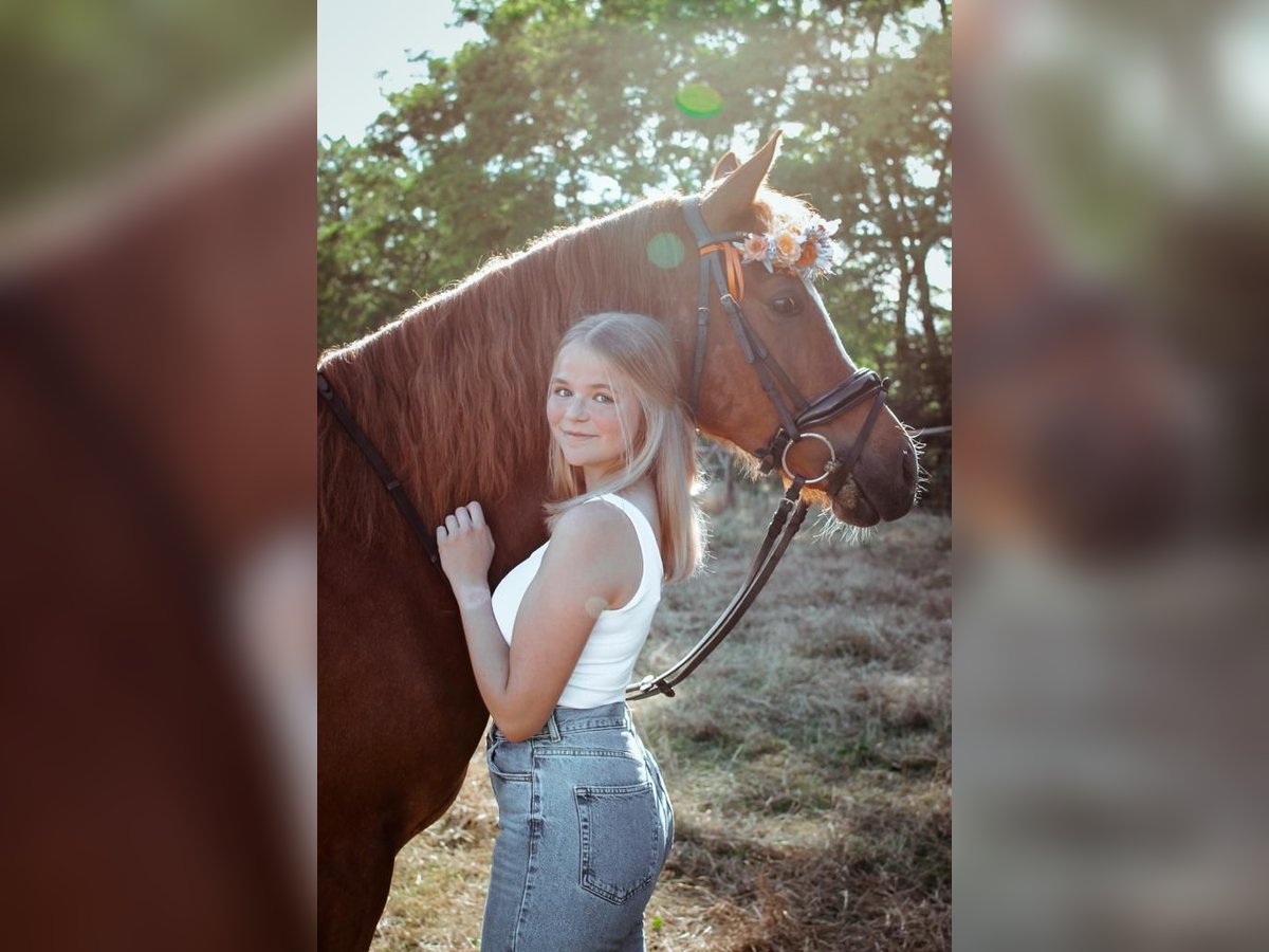 Suche Pferd zur Wiederaufnahme vom Springsport Suche Pferd zur Wiederaufnahme vom Springsport