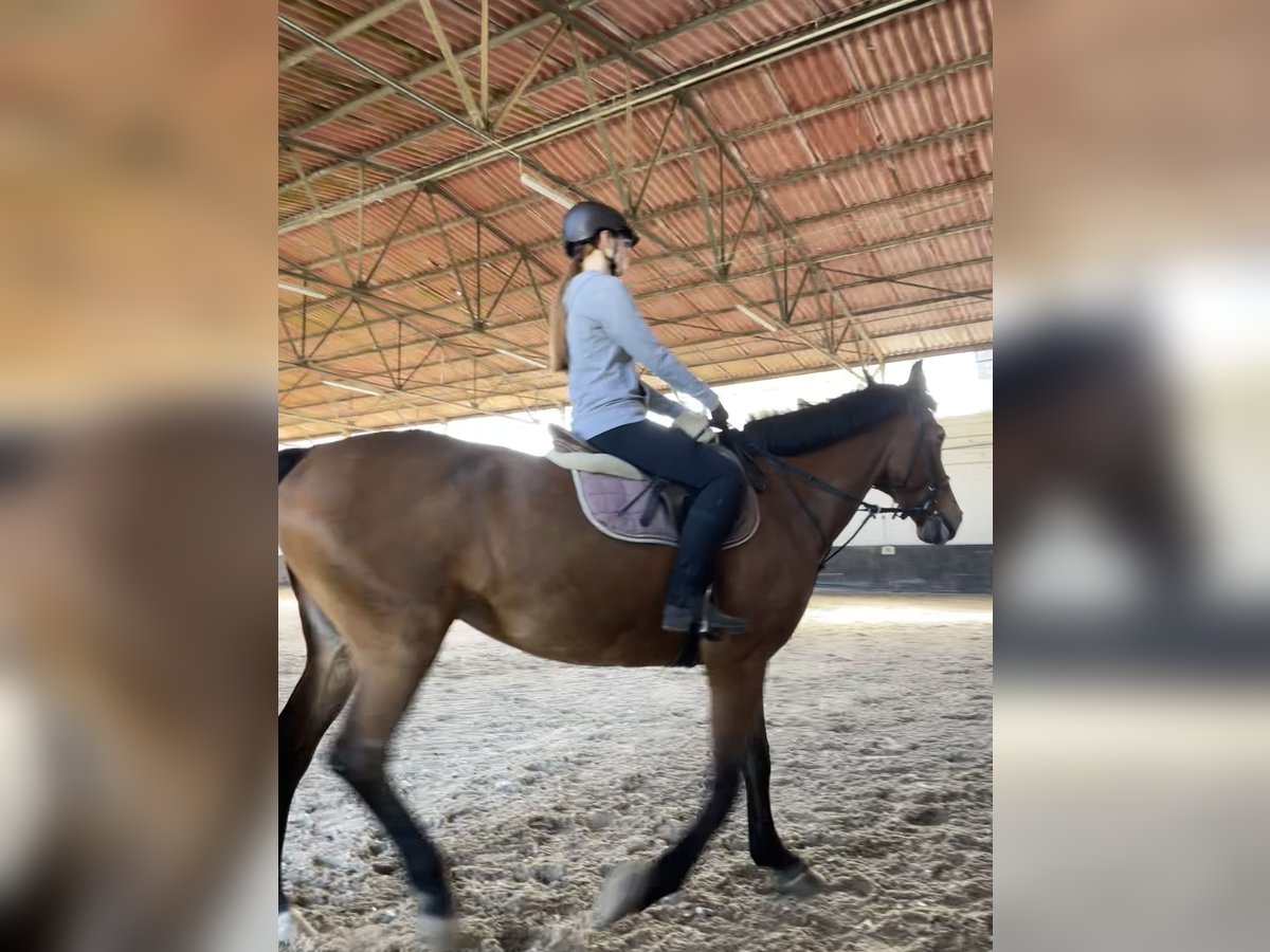 Suche Pflegepferd/Reitbeteiligung Suche Pflegepferd/Reitbeteiligung