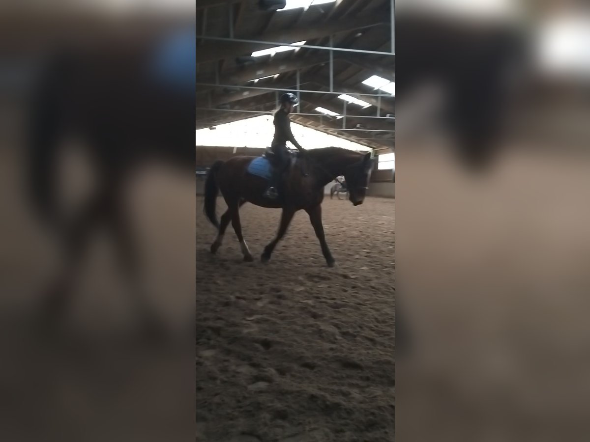 Suche pflege/reitbeteiligung 