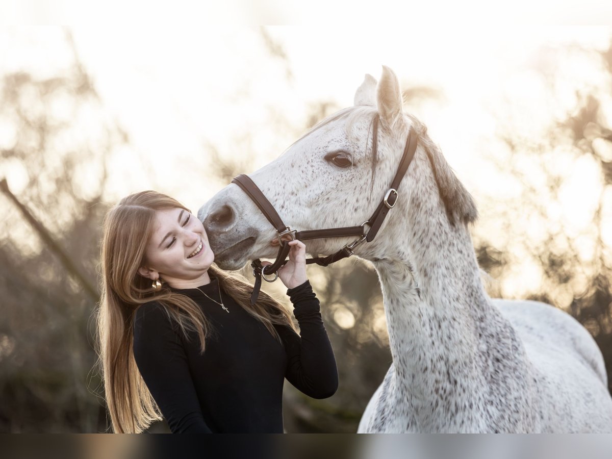 Suche reitbeteildigung (reiterin sucht pferd/pony)