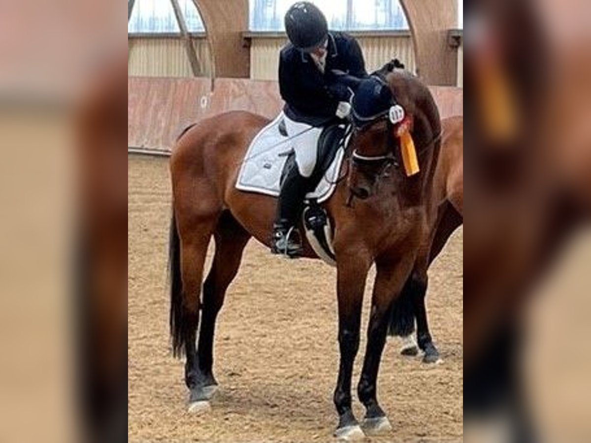 Suche Reitbeteilgung Dressurpferd / zur Verfügung Stall gebunden  