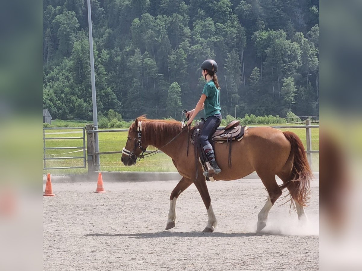 Suche Reitbeteiligung, da ich schon lange auf Schulpferden reite.