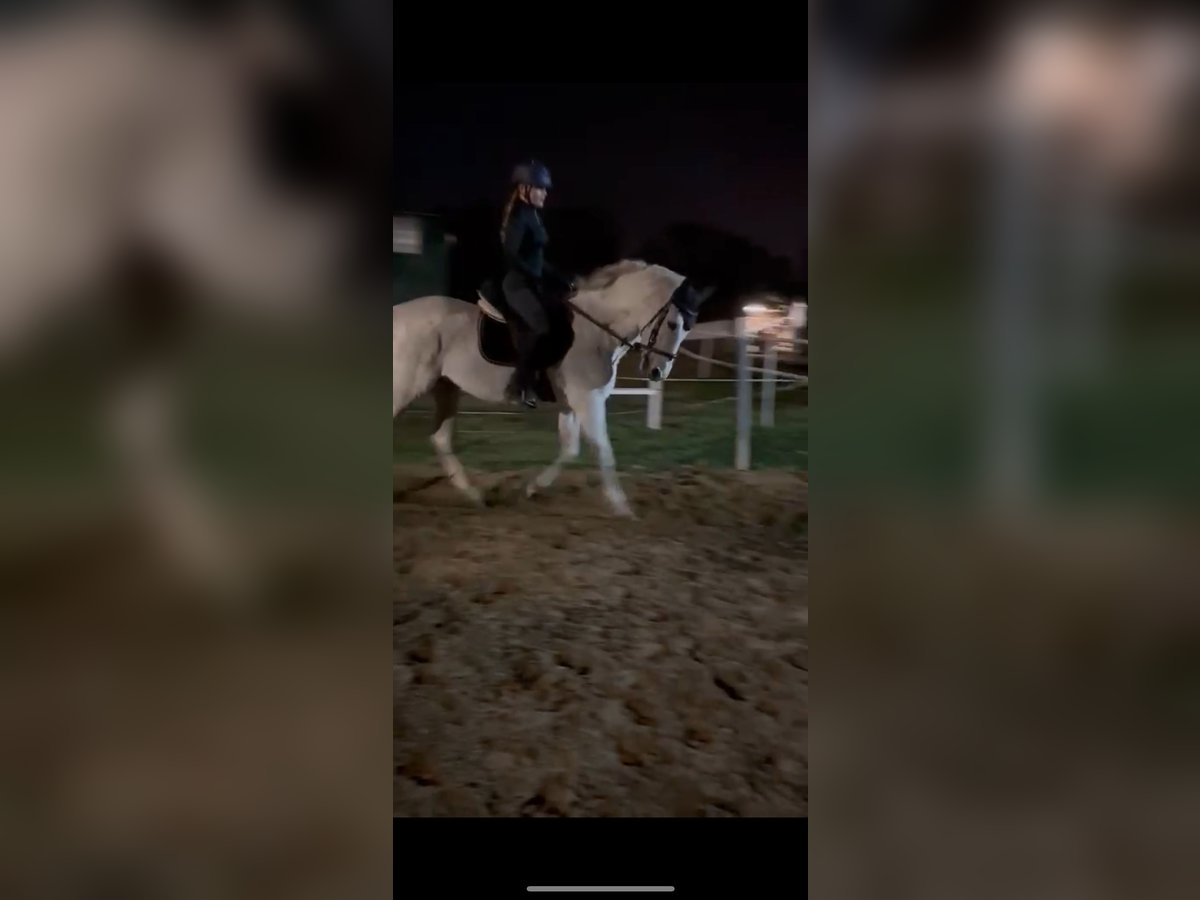 Suche popular Reitbeteiligung/ RsP