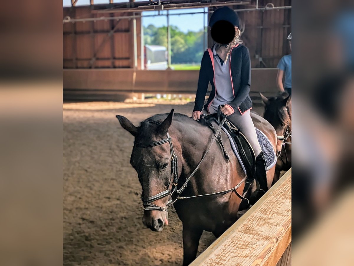 Suche Reitbeteiligung für Anfängerin 