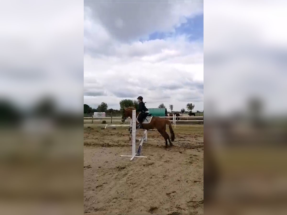Suche Reitbeteiligung in Reinickendorf und Umgebung Suche Reitbeteiligung in Reinickendorf und Umgebung