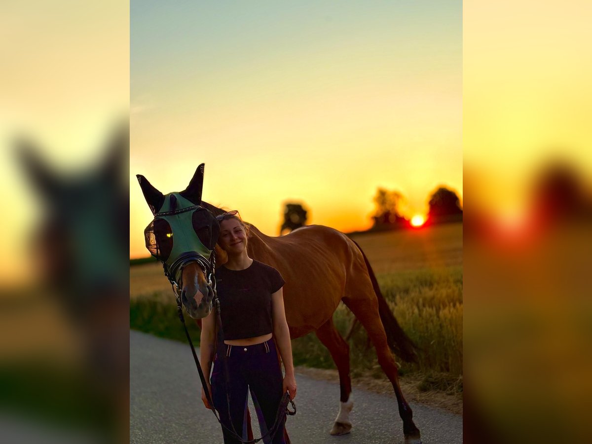 Suche Reitbeteiligung in Stuttgart und Umgebung Suche Reitbeteiligung in Stuttgart und Umgebung