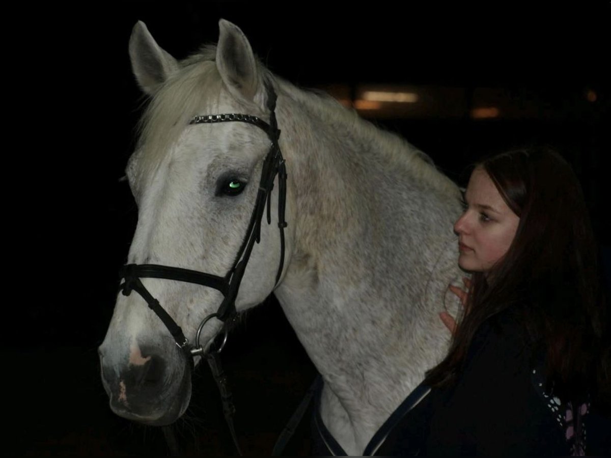 Suche Reitbeteiligung Marl/Dorsten