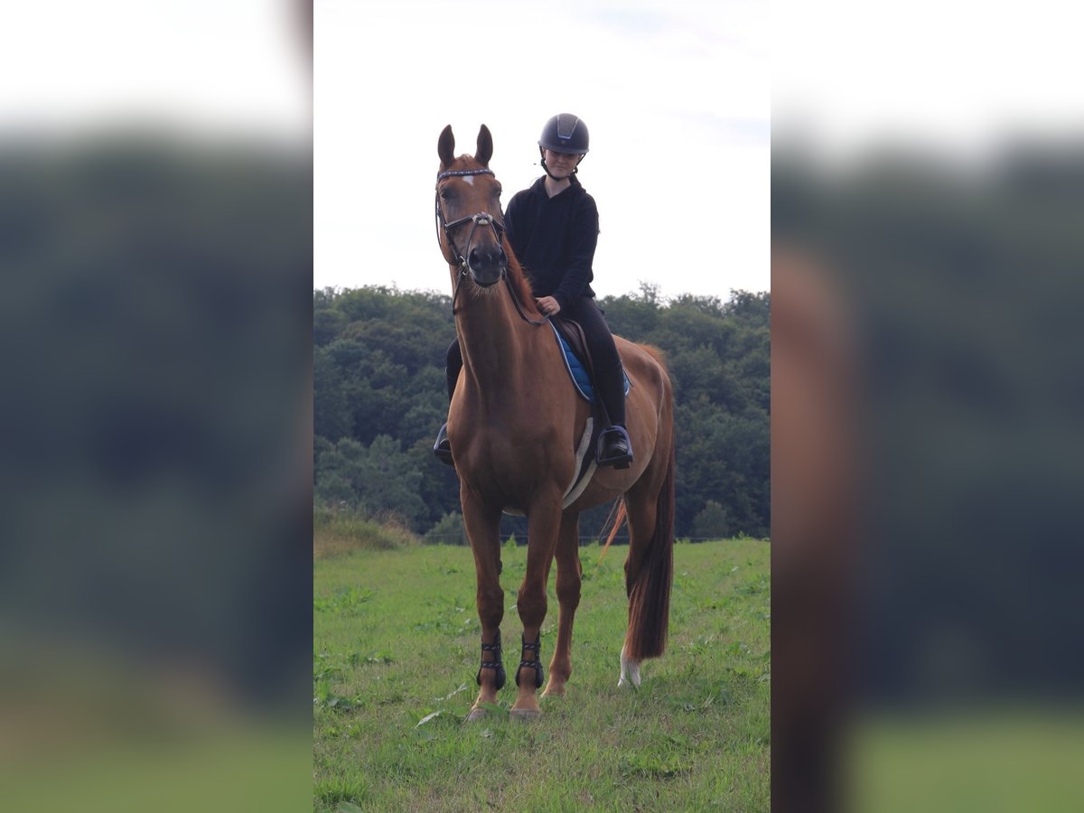 Suche Reitbeteiligung (Mensch sucht Pferd)