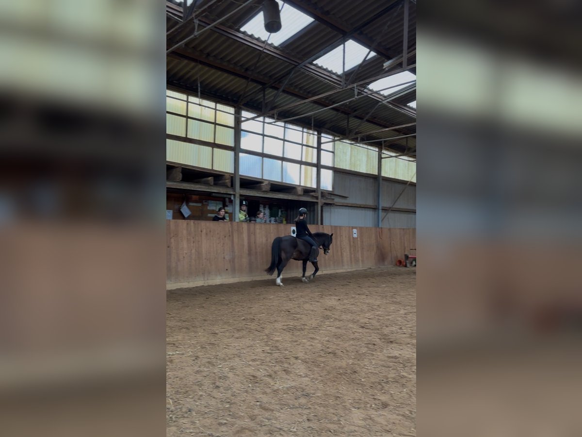 Suche reitbeteiligung ( Mensch sucht Pferd )