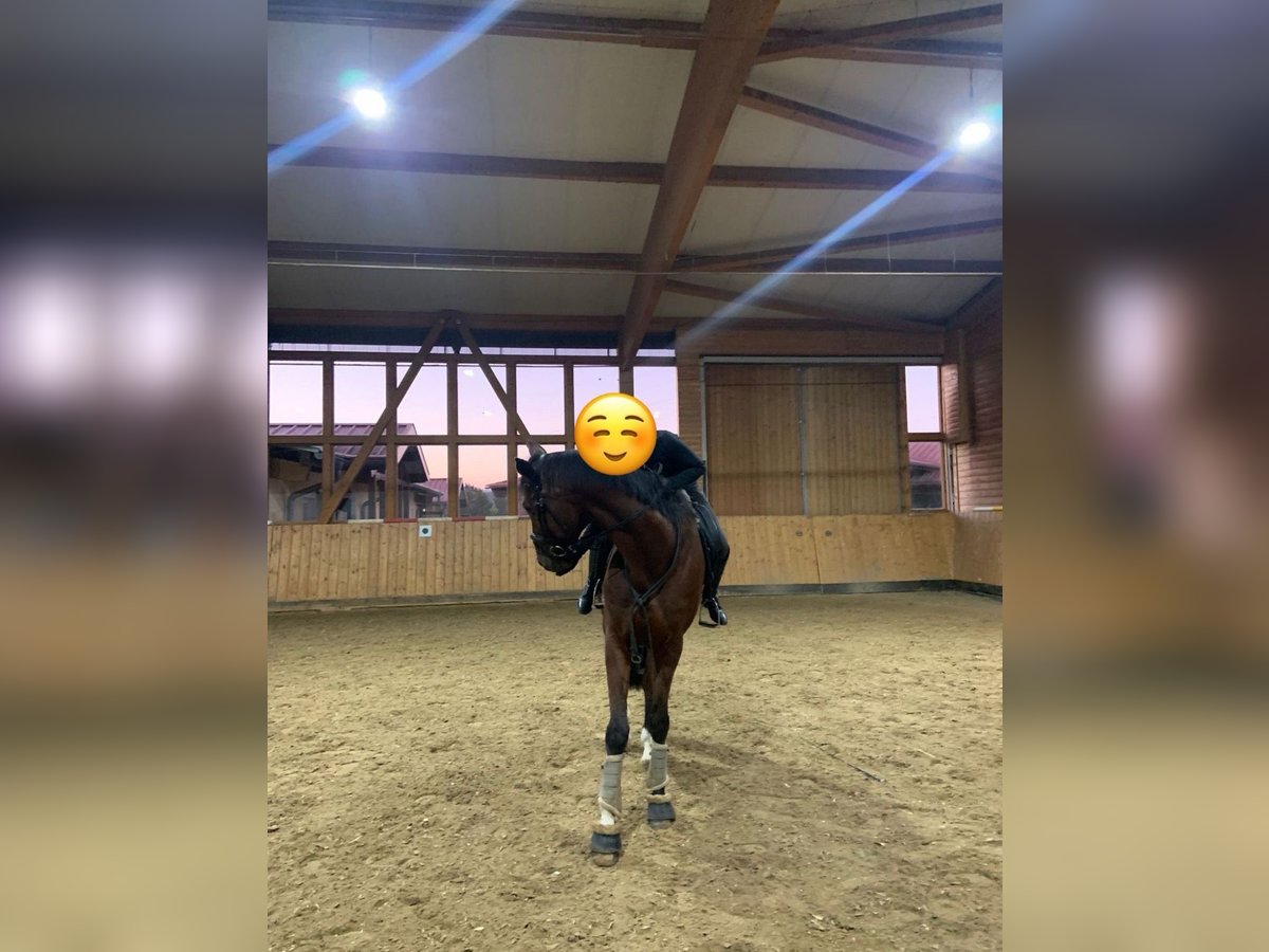 Suche Reitbeteiligung (MsP) Suche Reitbeteiligung (MsP)