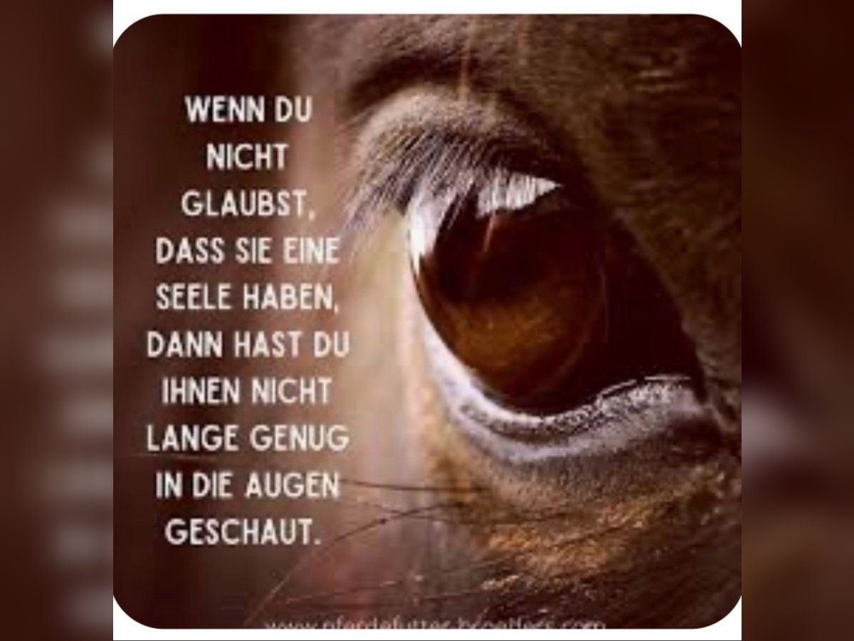 Suche Reitbeteiligung Raum 71686 Remseck RsP Suche Reitbeteiligung Raum 71686 Remseck RsP