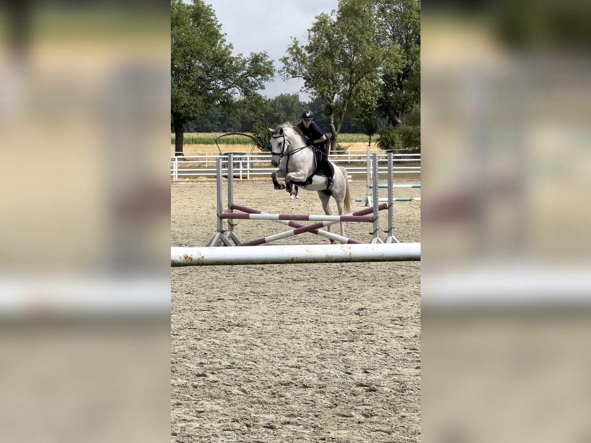 Suche Reitbeteiligung, Reiter sucht Pferd 