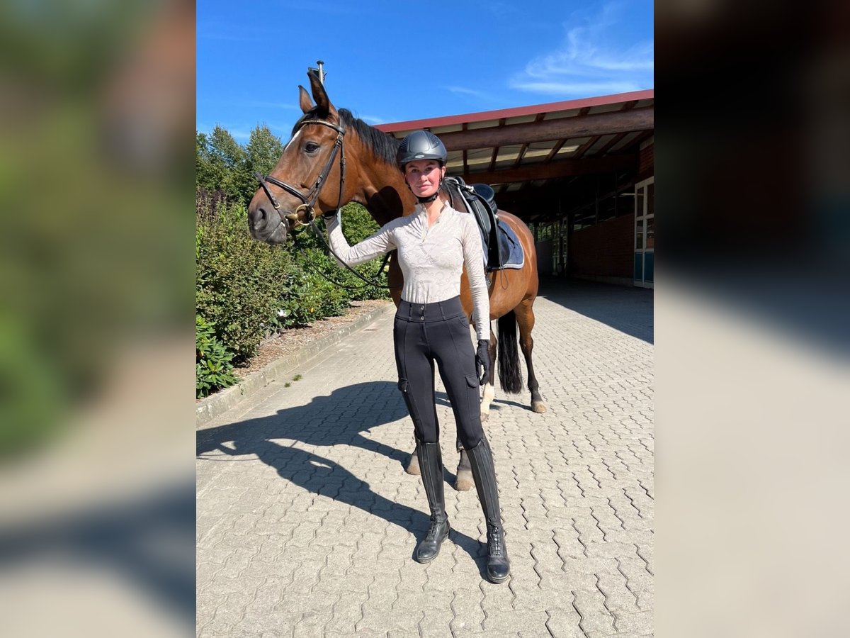 Suche Reitbeteiligung (Reiter sucht Pferd