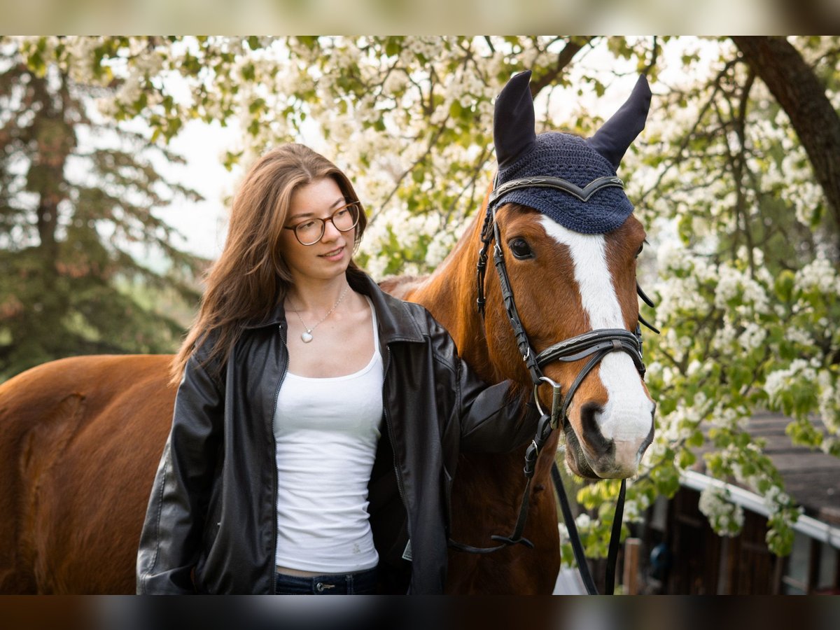 suche reitbeteiligung (reiter sucht pferd)