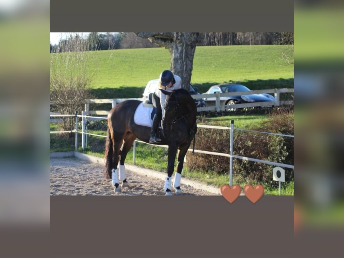 Suche Reitbeteiligung (Reiter sucht Pferd)