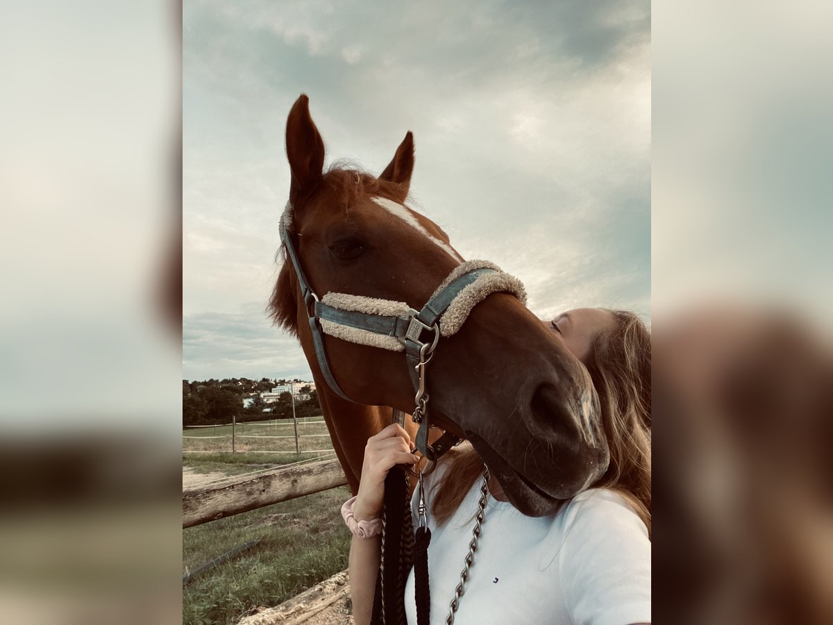 Suche Reitbeteiligung / Reiter sucht Pferd Suche Reitbeteiligung / Reiter sucht Pferd