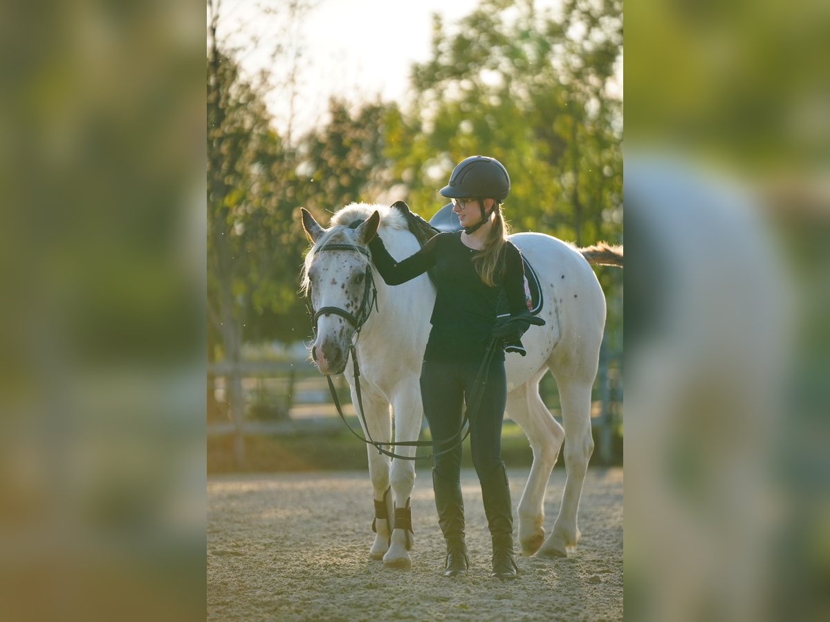 Suche Reitbeteiligung (RsP)