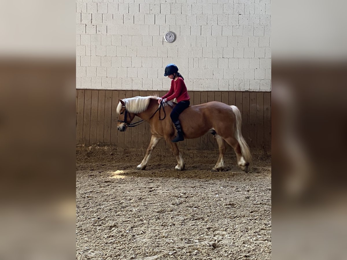 Suche Reitbeteiligung (Stuttgart und Umgebung ) 