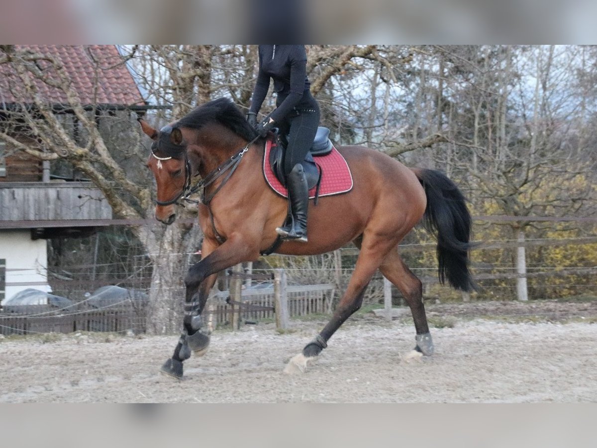 Suche Reitbeteiligung 
