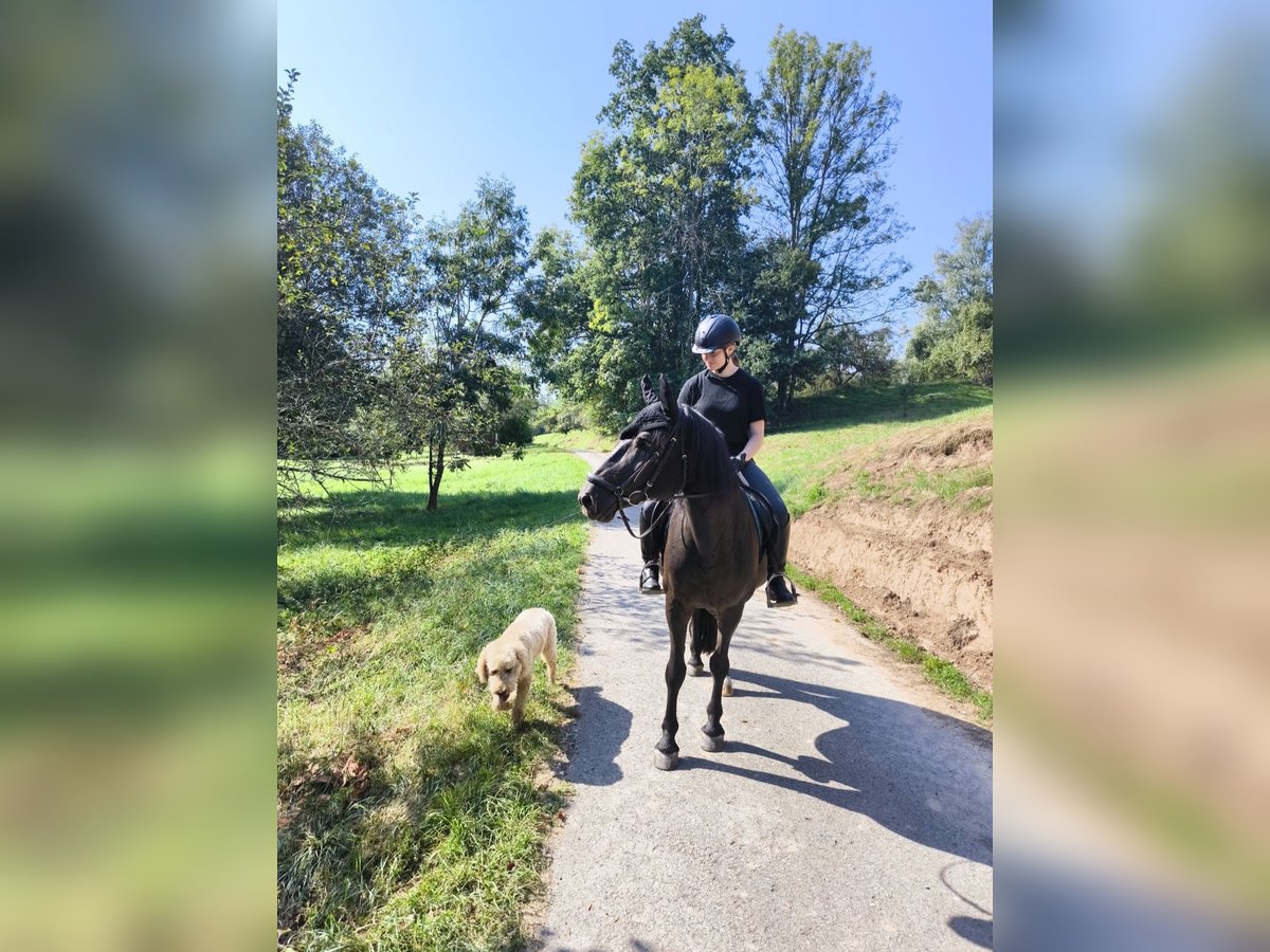 Suche Reitbeteiligung  Suche Reitbeteiligung