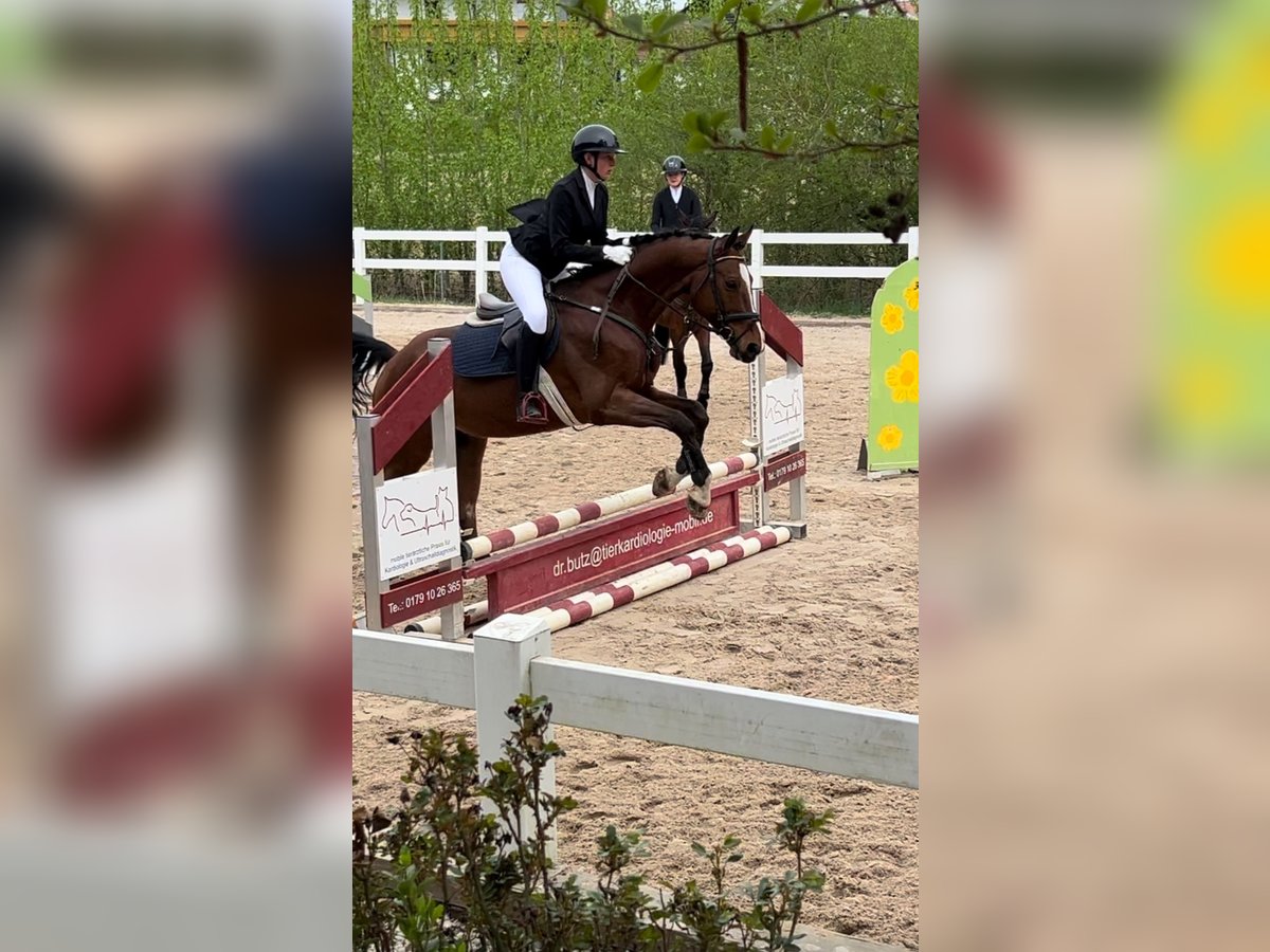 Suche Reitbeteiligung