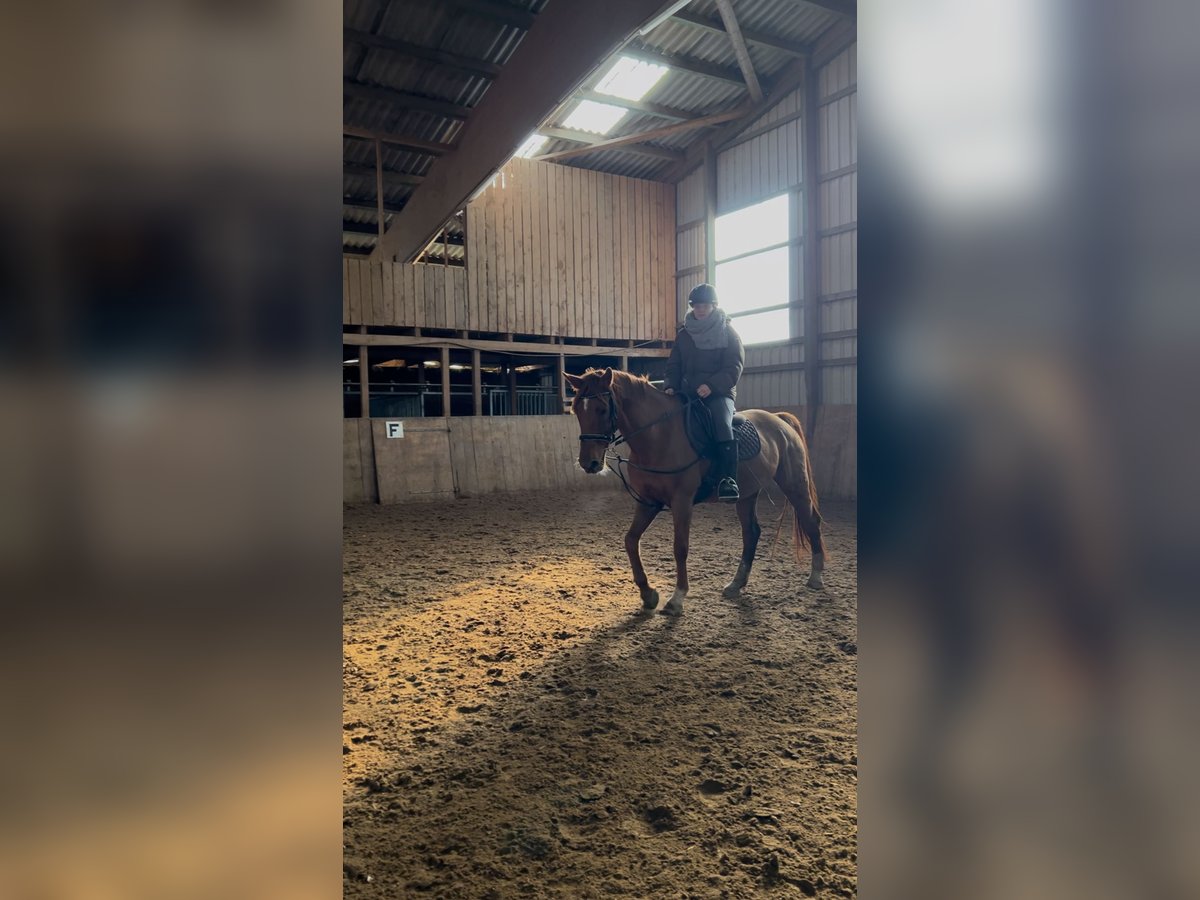 Suche Reitbeteiligung