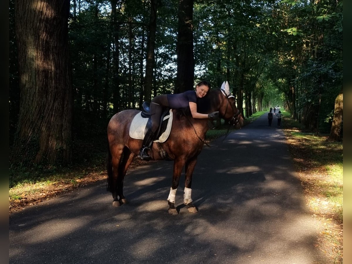 Suche Reitbeteiligung  Suche Reitbeteiligung