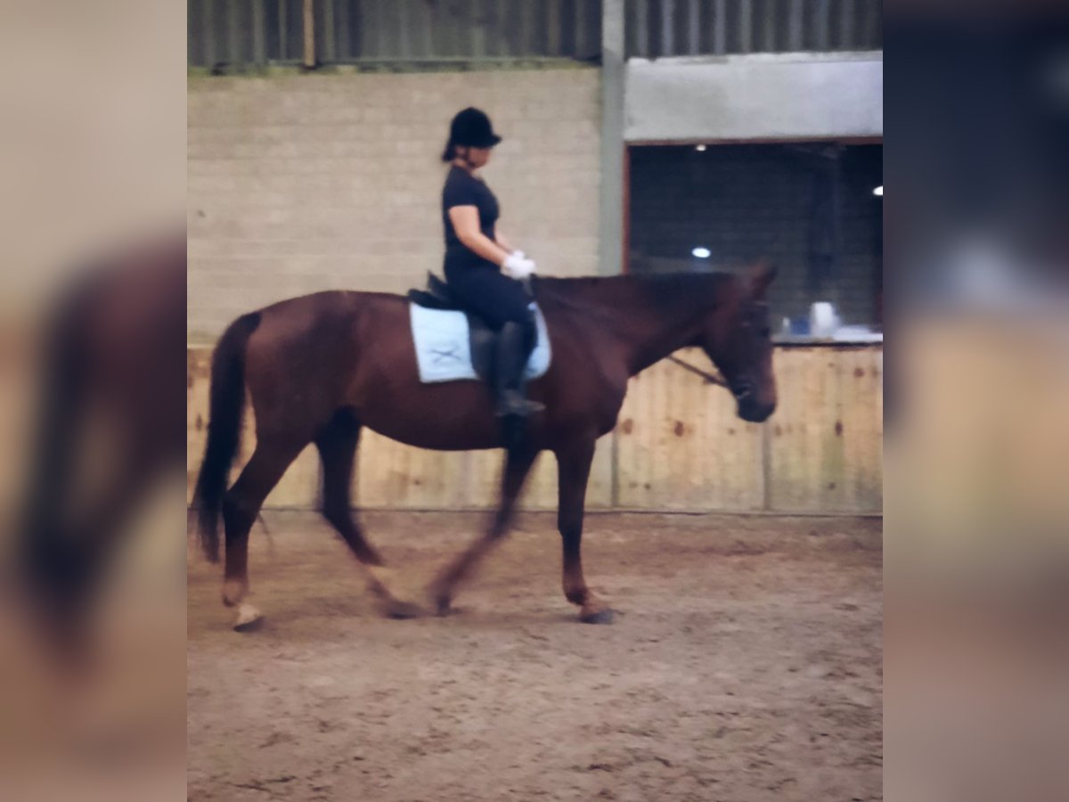 Suche Reitbeteiligung Suche Reitbeteiligung