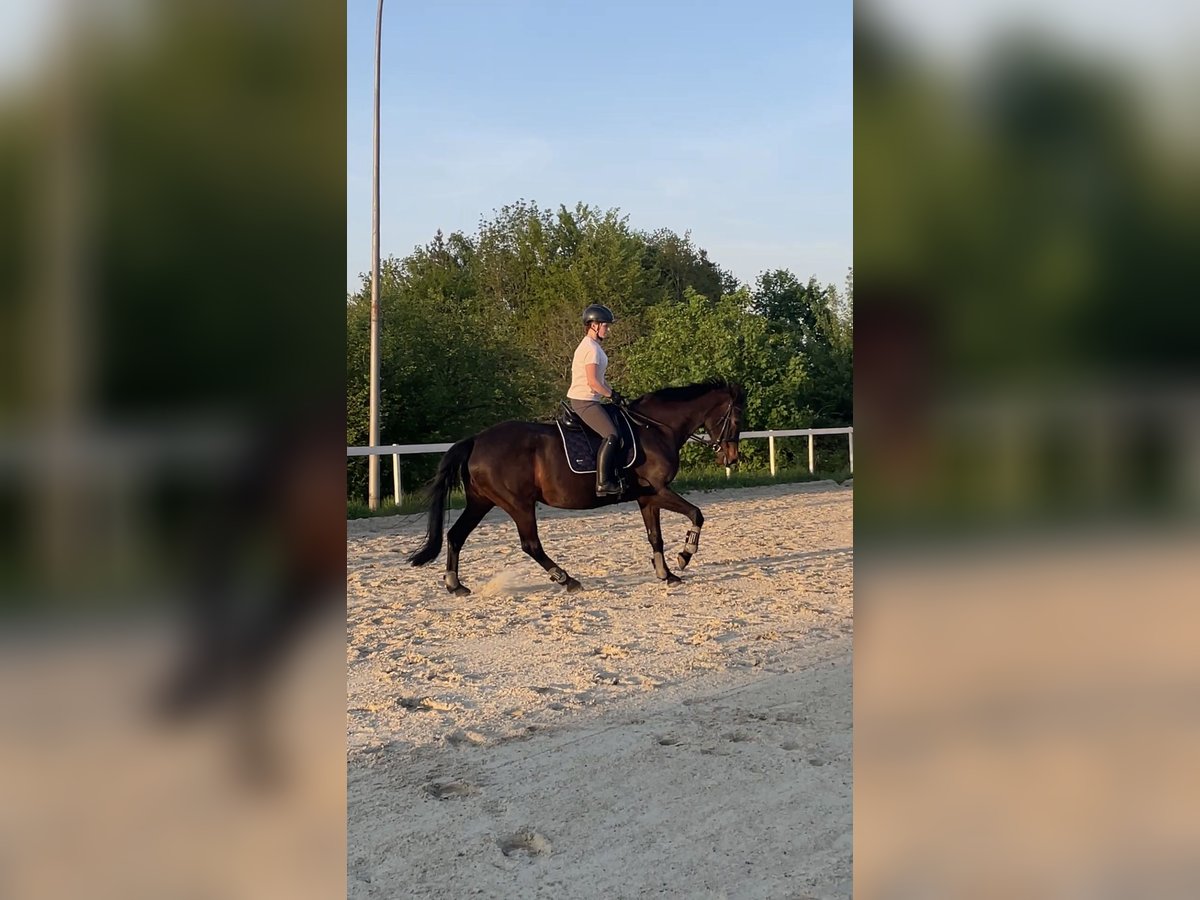 Suche Reitbeteiligung 