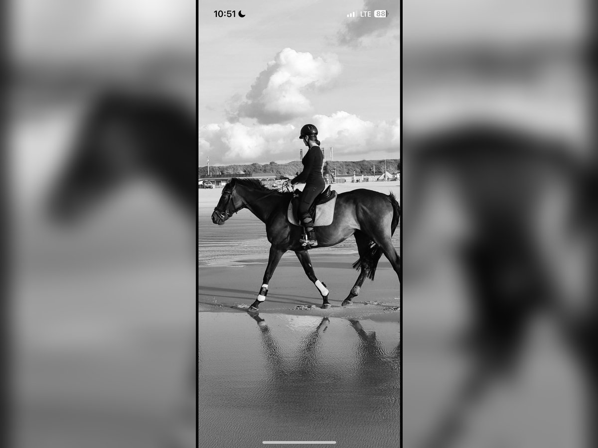 Suche Reitbeteiligung 