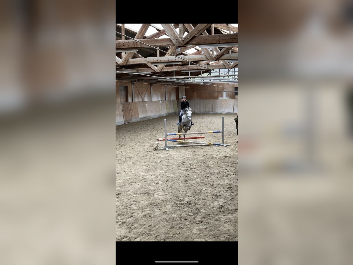 Suche Reitbeteiligung 