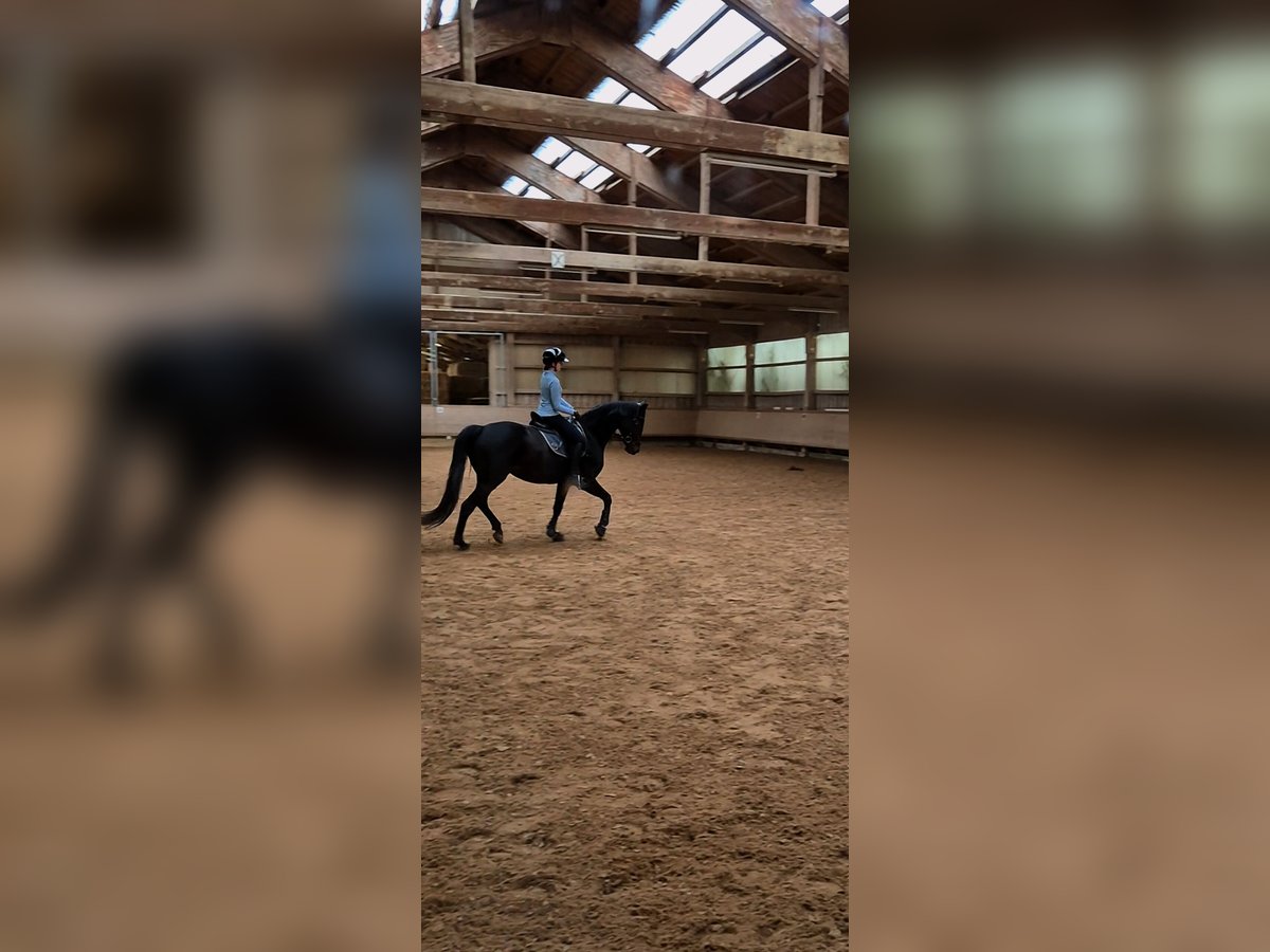 Suche Reitbeteiligung Suche Reitbeteiligung
