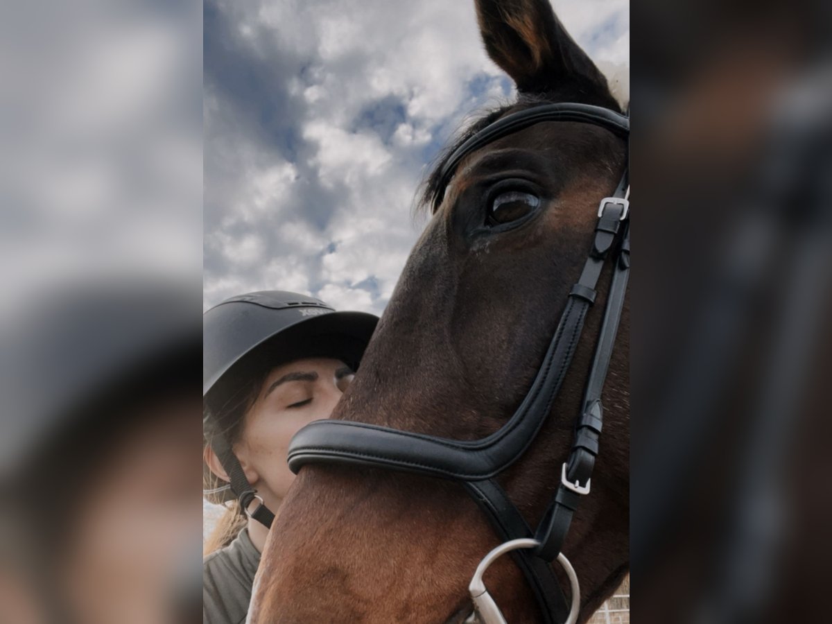 Suche Reitbeteilligung/ oder zur Verfügung (RsP) Suche Reitbeteilligung/ oder zur Verfügung (RsP)
