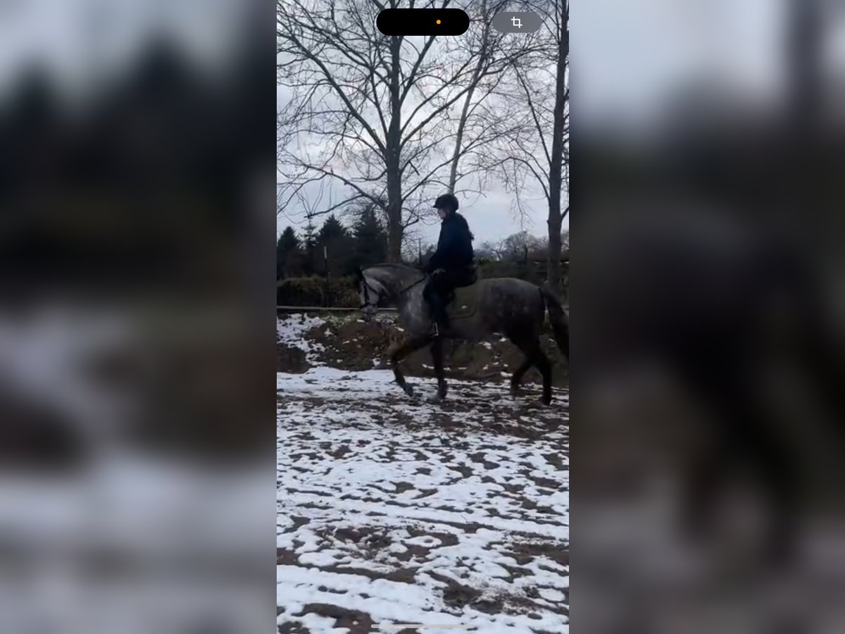 Suche Reitbeteilligung  Suche Reitbeteilligung