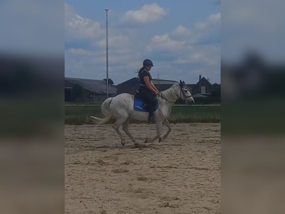 Suche Reitbeteilligung 