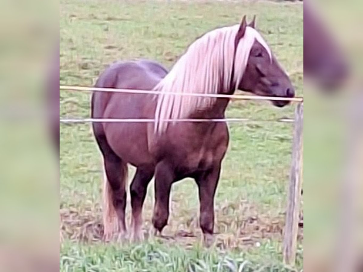 Süddeutsches Kaltblut Castrone 3 Anni 155 cm Sauro scuro in Abtsgmünd