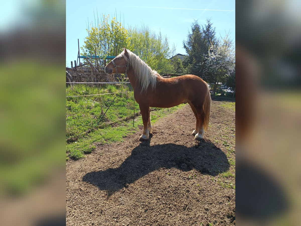 Süddeutsches Kaltblut Castrone 5 Anni 170 cm Sauro in Bad K&#xF6;tzting
