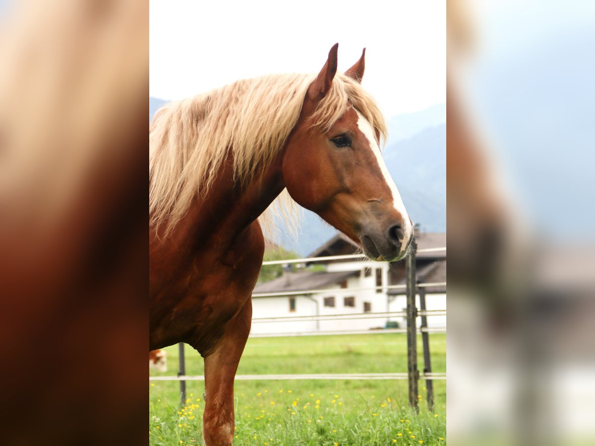 Süddeutsches Kaltblut Castrone 6 Anni 173 cm Sauro in Kirchbichl