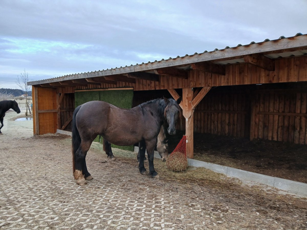 Süddeutsches Kaltblut Giumenta 10 Anni 158 cm Morello in Aitrang