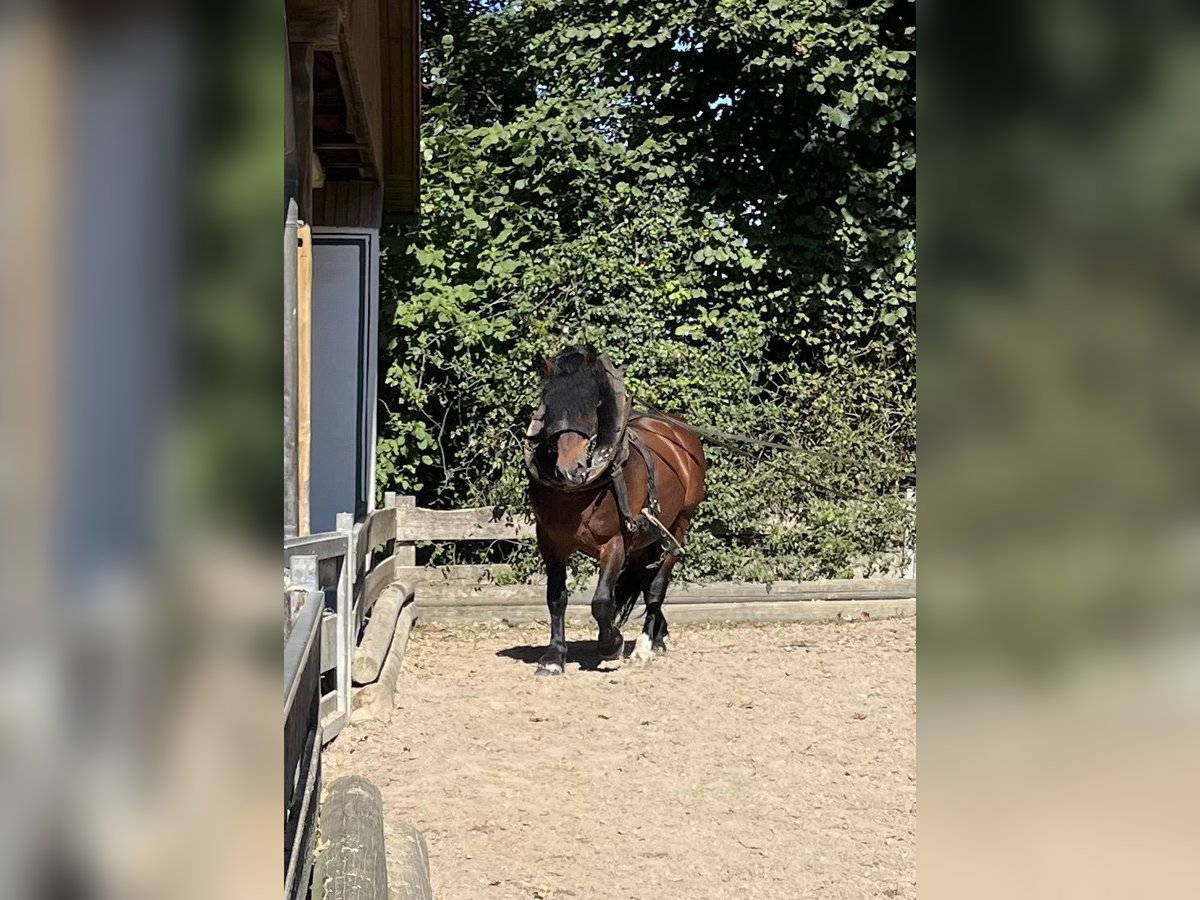 Süddeutsches Kaltblut Hengst 12 Jahre 165 cm Brauner in Dietfurt an der Altm&#xFC;hlDietfurt