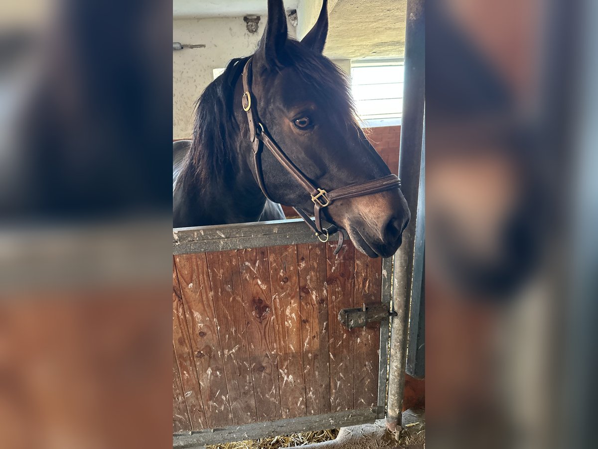 Süddeutsches Kaltblut Hengst 12 Jahre 165 cm Rappe in Jettingen-Scheppach Süddeutsches Kaltblut Hengst 12 Jahre 165 cm Rappe in Jettingen-Scheppach