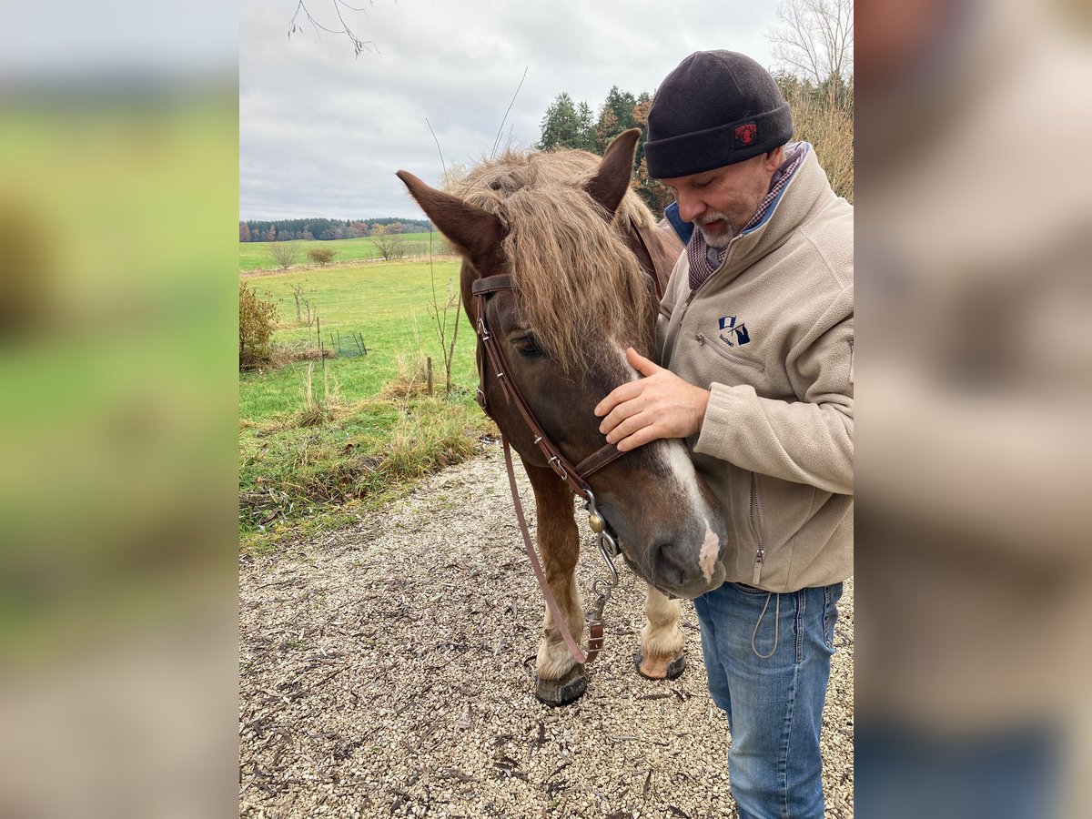Süddeutsches Kaltblut Hengst 18 Jahre in Amerang