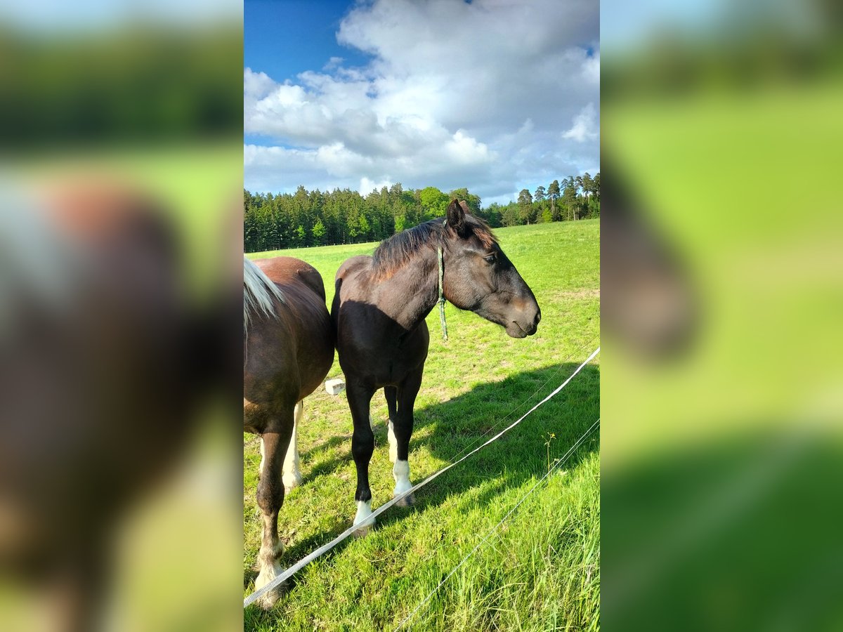 Süddeutsches Kaltblut Hengst 1 Jahr 166 cm Rappe in Hünfeld