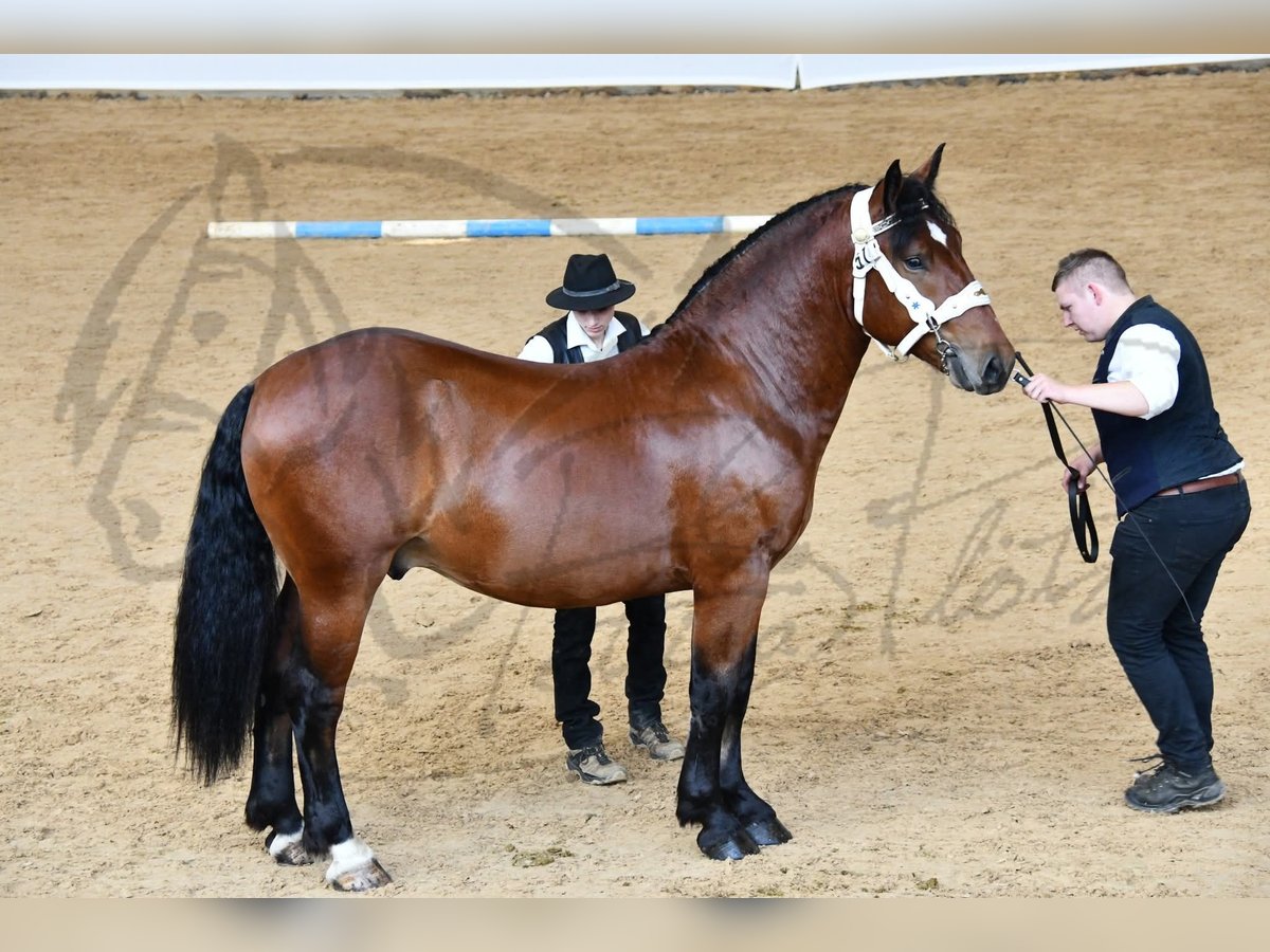 Süddeutsches Kaltblut Hengst 2 Jahre 163 cm Brauner in Rinchnach