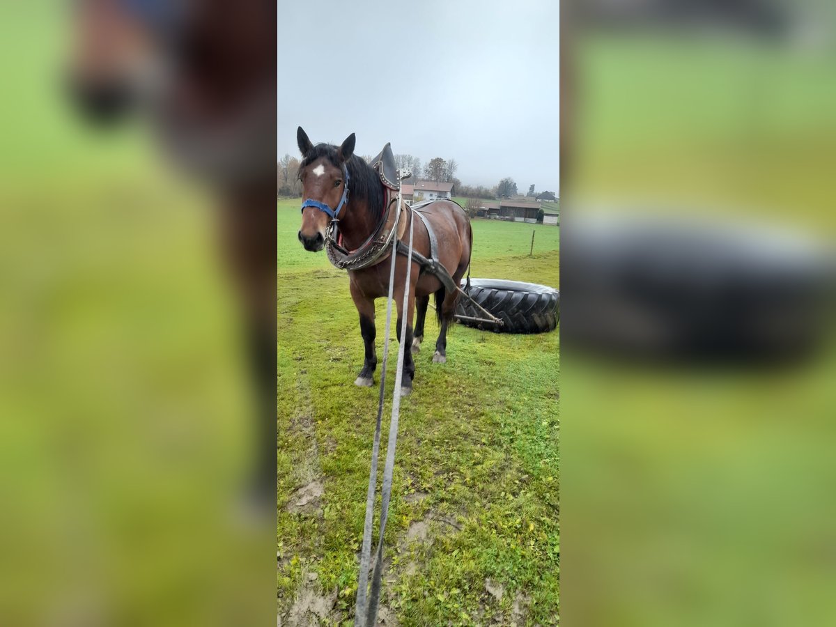 Süddeutsches Kaltblut Hengst 2 Jahre 163 cm Brauner in Rinchnach