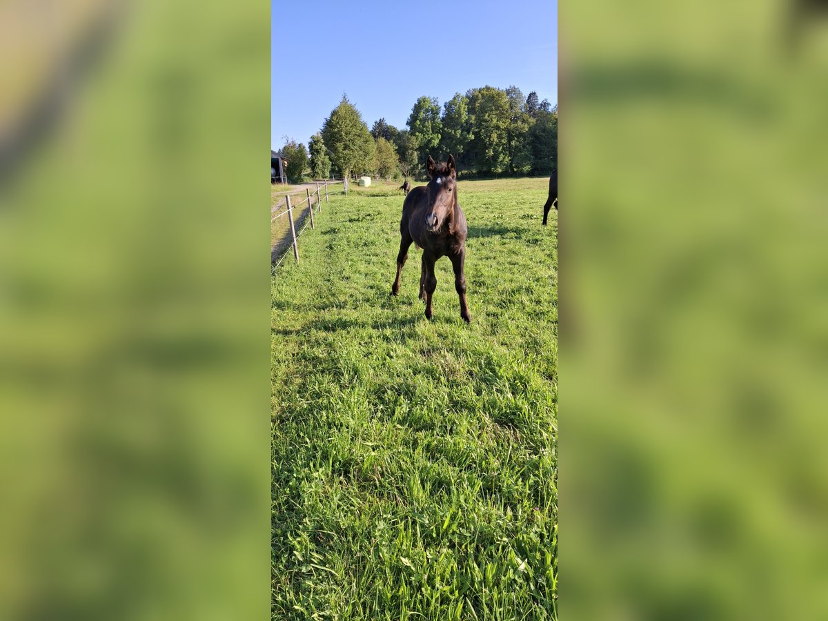 Süddeutsches Kaltblut Hengst Fohlen (04/2024) Rappe in Warngau