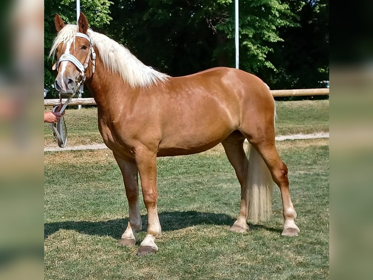 Süddeutsches Kaltblut Stute 5 Jahre 162 cm Fuchs in Traunstein