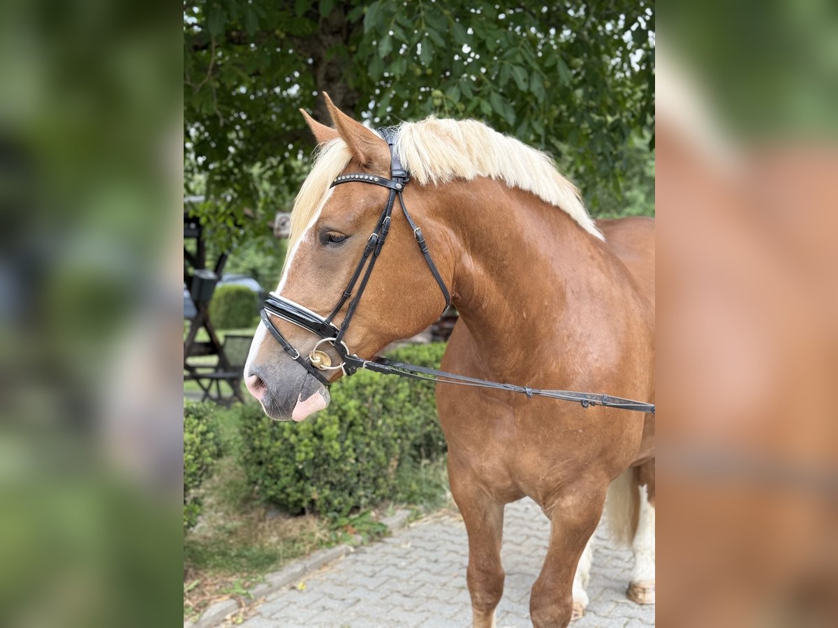 Süddeutsches Kaltblut Stute 6 Jahre 167 cm Dunkelfuchs in Neu-Anspach