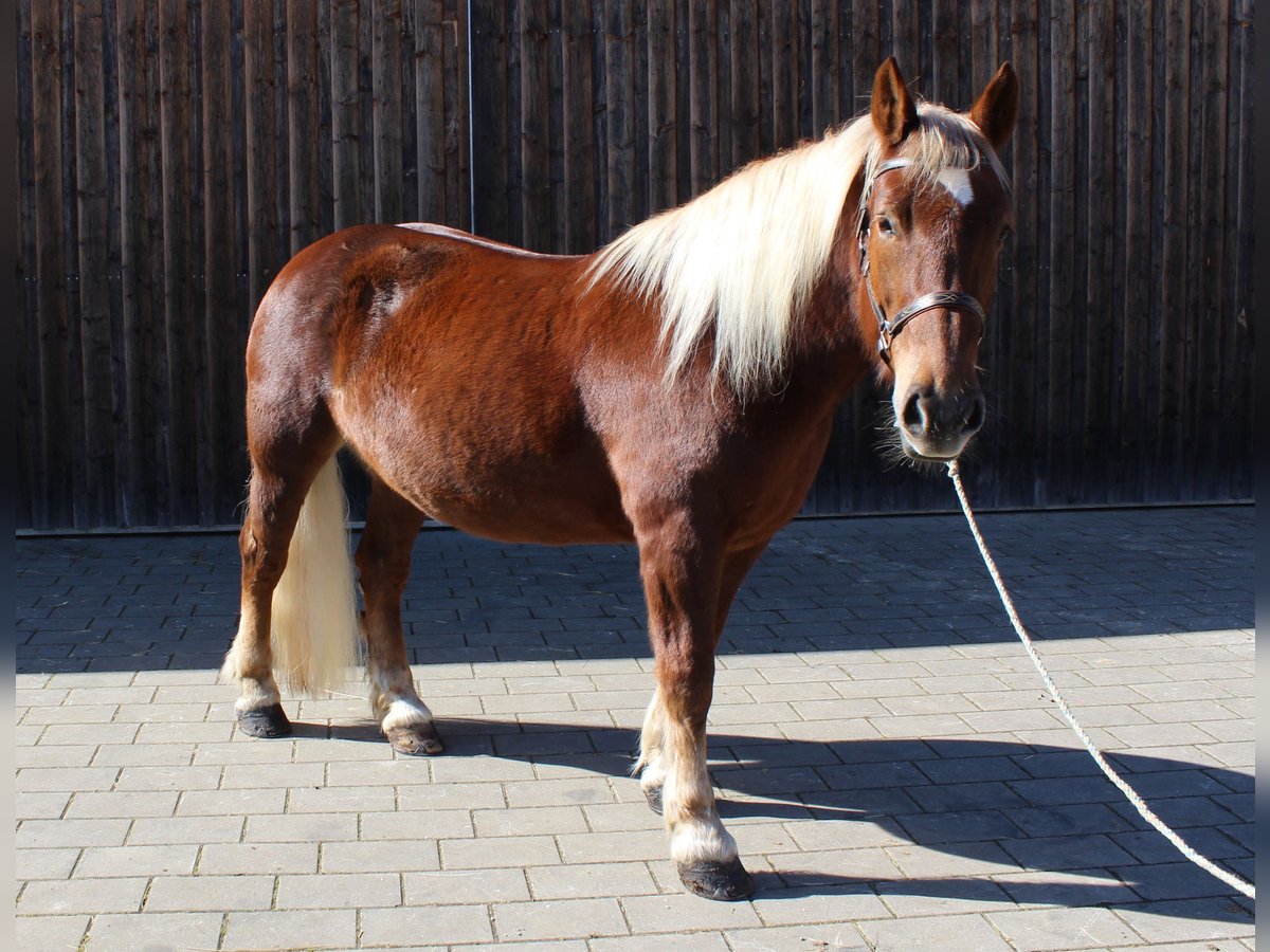 Süddeutsches Kaltblut Stute 8 Jahre 160 cm Dunkelfuchs in Kipfenberg