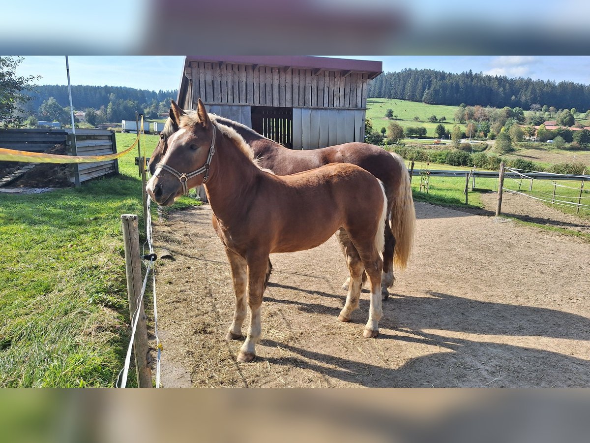 Süddeutsches Kaltblut Stute Fohlen (04/2024) 165 cm Dunkelfuchs in Regen